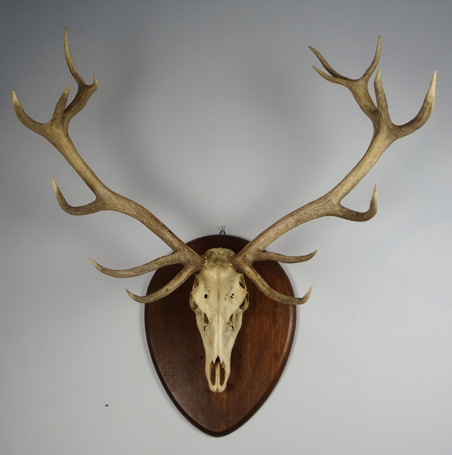 Vintage Large Set of Stag Antlers (11).JPG